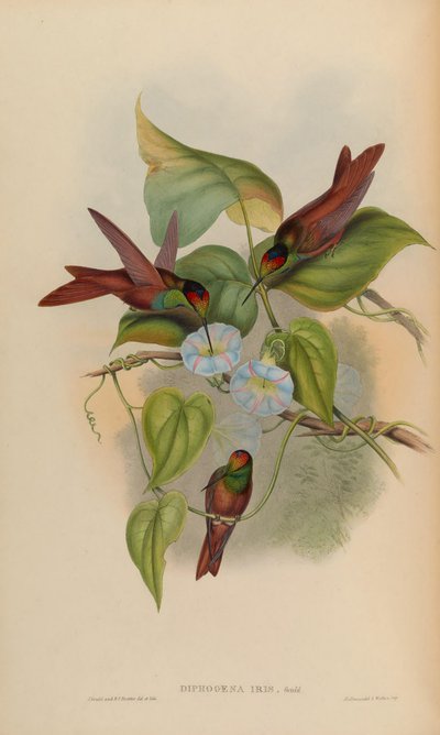 Diphogena iris by John Gould